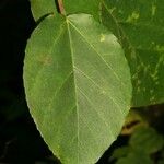 Ficus lateriflora Deilen
