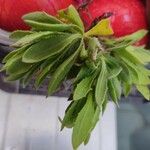 Osteospermum ecklonis Frunză