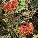 Bomarea multiflora Fiore