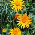 Buphthalmum salicifoliumFlower