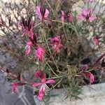 Gaura lindheimeri Blüte