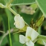 Ophrestia hedysaroides Flor