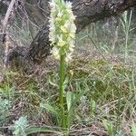 Dactylorhiza romana 整株植物