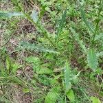 Cirsium monspessulanum पत्ता