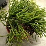 Rhipsalis cereusculaBlatt