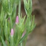 Centaurium tenuiflorum Цветок