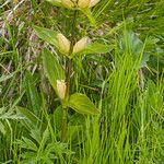 Gentiana punctata Blad