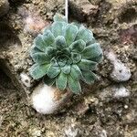 Saxifraga mutata Hostoa