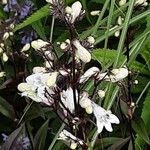 Penstemon digitalis Flor
