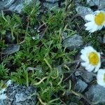 Leucanthemopsis alpina 葉