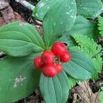 Cornus canadensis Froito