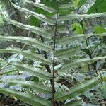 Nephrolepis biserrata Blatt