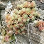 Sedum hirsutum Likasa
