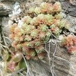 Sedum hirsutum Листок