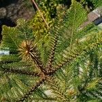 Araucaria heterophylla Leaf