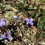 Viola sagittata Hábitos