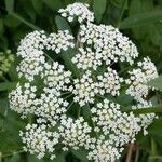 Sium latifolium Blüte