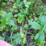 Carex pallescens Fruit