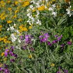 Matthiola incana Fiore