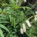 Sanguisorba dodecandra 花