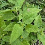 Eleutheranthera ruderalis Frunză