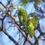 Acer tataricum ফল