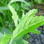 Teucrium scordium Blad