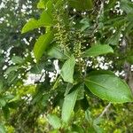 Norantea guianensis Leaf