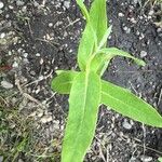 Eucalyptus nitens Likasa