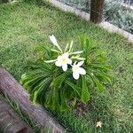 Plumeria pudica List