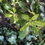 Pittosporum undulatum List