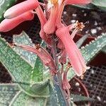 Aloe rauhii Blomma