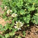 Trifolium repens Habitus