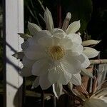 Epiphyllum oxypetalumFloare