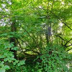 Hamamelis virginiana Habitat