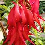 Clianthus puniceus Flor