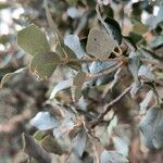 Quercus rotundifolia Habit