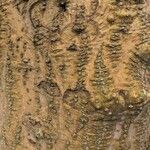 Erythrina flabelliformis 樹皮