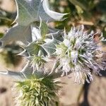 Eryngium maritimum Цвят