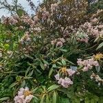 Rhododendron insigne Elinympäristö