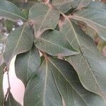 Inga laurina Leaf
