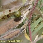 Vicia cusnae Frukt