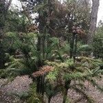 Cunninghamia lanceolata Хабит