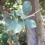 Balanites maughamii Leaf