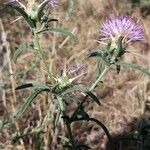 Centaurea iberica Flower