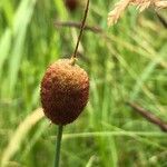 Typha minima Blüte