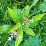 Rauvolfia serpentina Flower