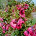 Vaccinium floribundum Flower