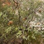 Prosopis velutina Hoja