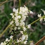 Melilotus albus Flower